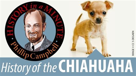 Dogs of the Night: The Werehuahua in Popular Culture